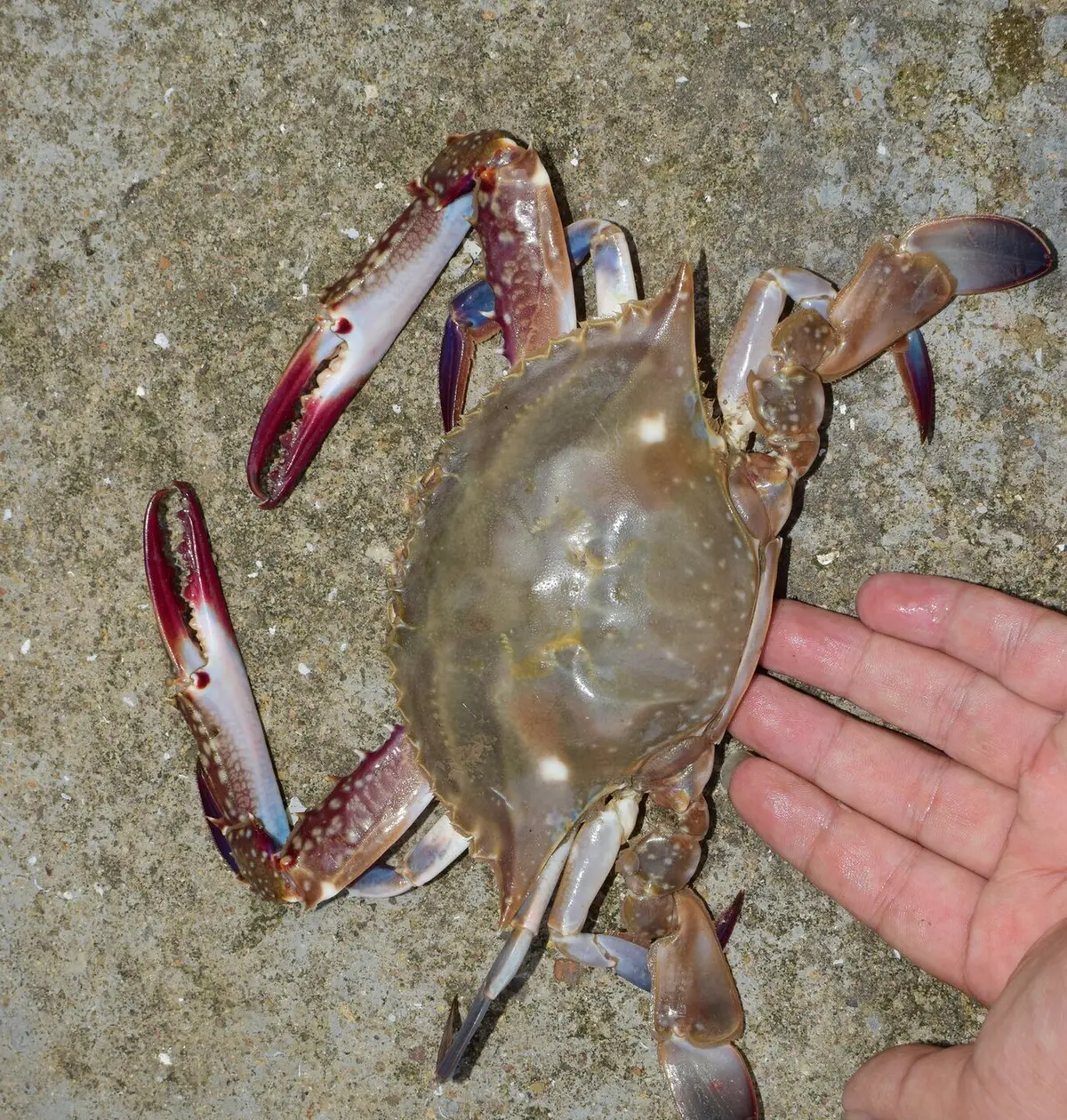 손바닥 옆에 놓아 크기를 비교한 살아 있는 꽃게 한 마리
