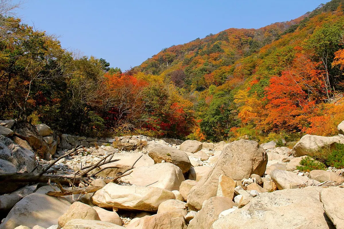 설악산 계곡의 가을 풍경. 흰 바위가 깔린 계곡 위로 붉은 단풍나무와 주황빛 활엽수가 산비탈을 가득 물들이고 있고 하늘은 맑고 파랗다